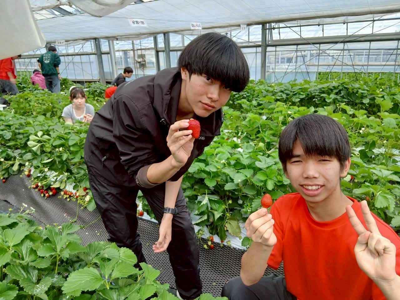 LINE_ALBUM_いちご_260517_1.jpg